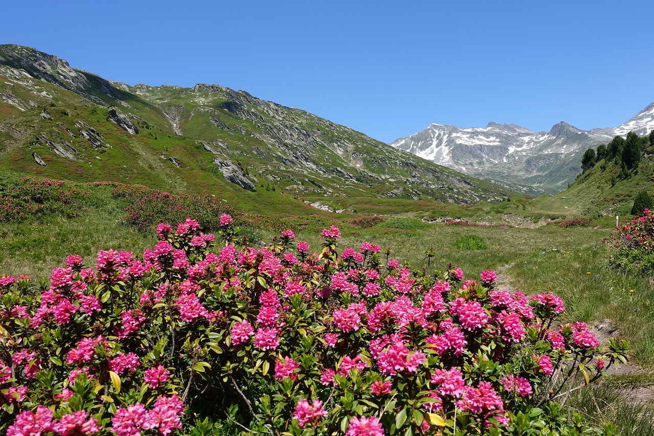 DOLOMIA FLORA LIFT